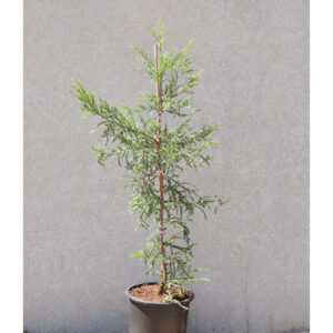 סקויה 25 ליטר