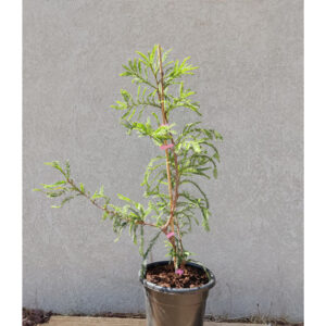 סקויה 7 ליטר