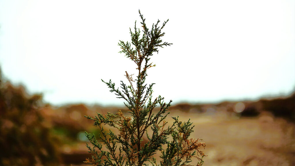 treesrael מי אנחנו